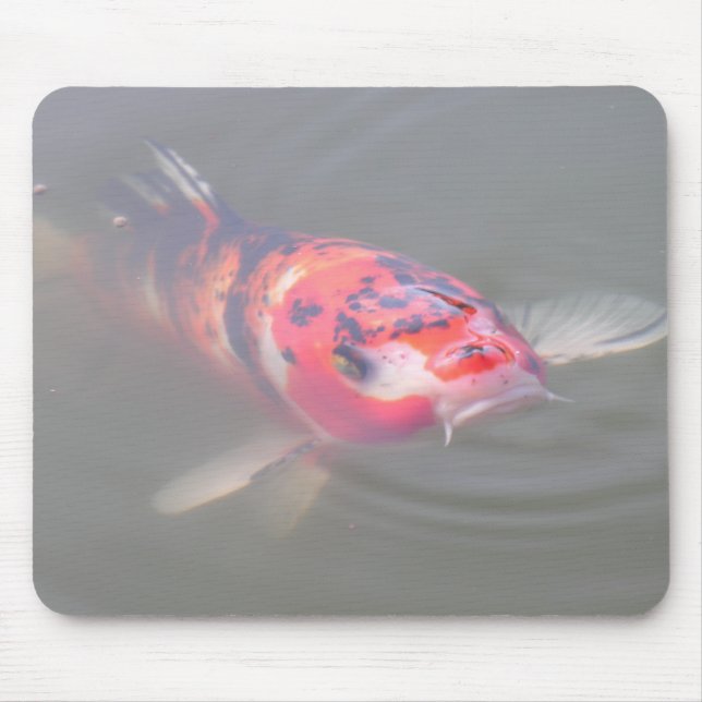 Koi damm musmatta (Framsidan)