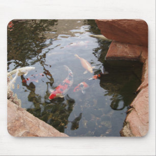Koi damm musmatta