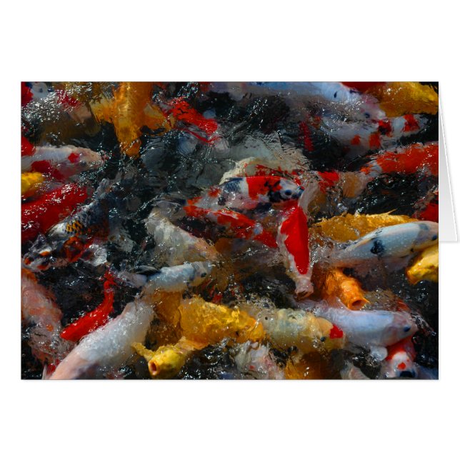 Koi damm OBS kort (Framsidan Horizontal)