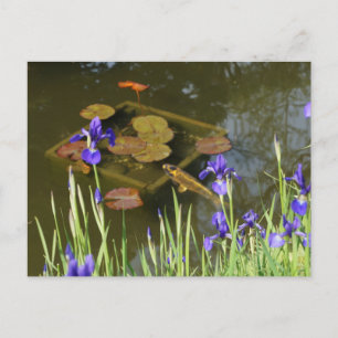 Koi Fish #4 vykort