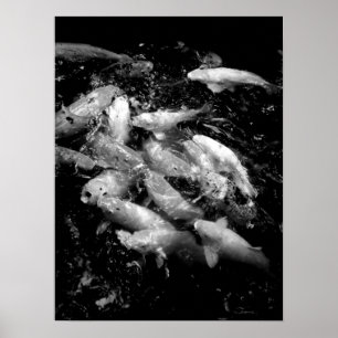 Koi Fish in a Matande Frenzy, Oahu B&W Poster