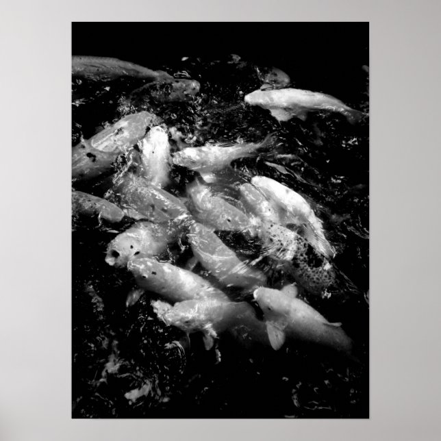 Koi Fish in a Matande Frenzy, Oahu B&W Poster (Framsidan)
