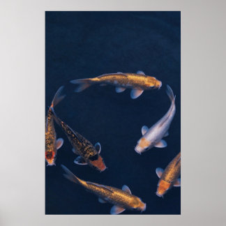 Koi Fish in Deep Blue Water Zen Poster