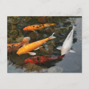 Koi Fish in Pond-foto Vykort