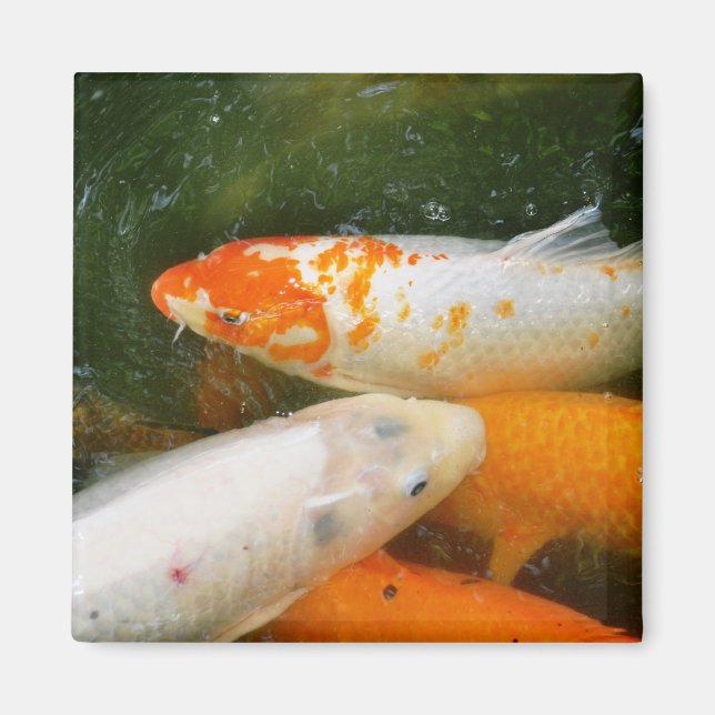 Koi Fish Magnet (Framsidan)