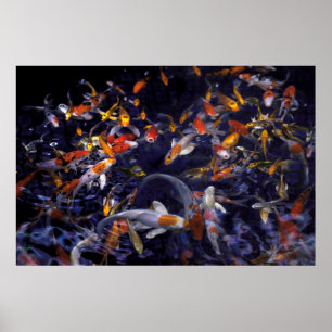 KOI FISH ÖVER FLÖDET POSTER