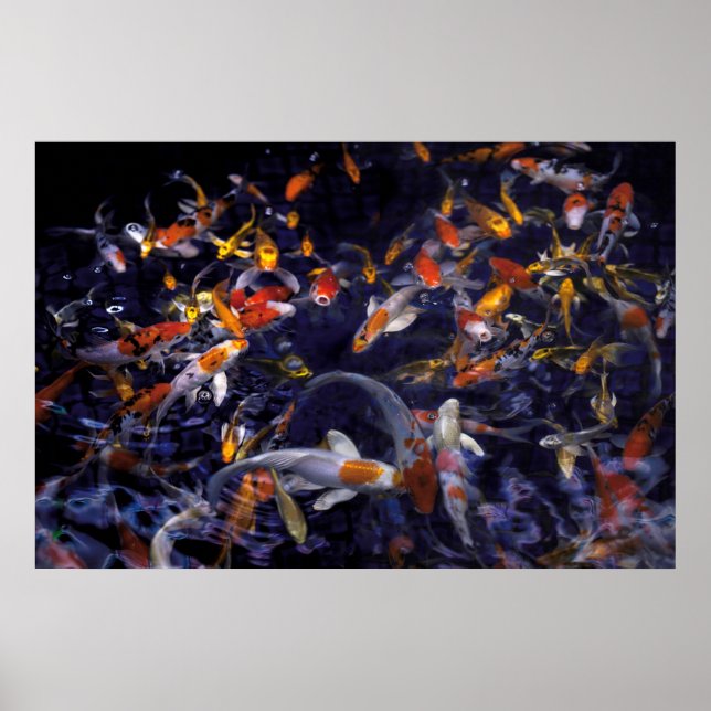KOI FISH ÖVER FLÖDET POSTER (Framsidan)