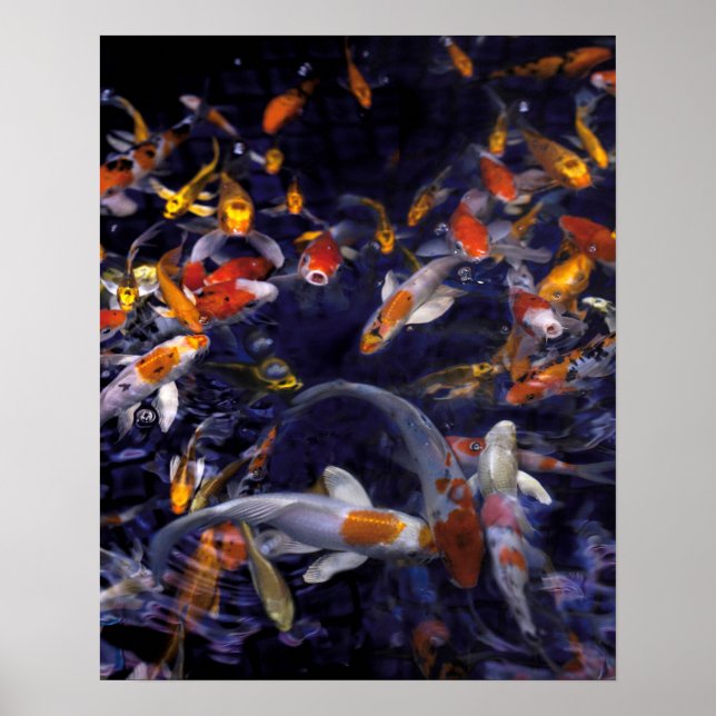 KOI FISH ÖVER FLÖDET POSTER (Framsidan)