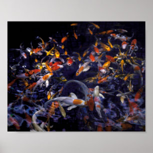 KOI FISH ÖVER FLÖDET POSTER
