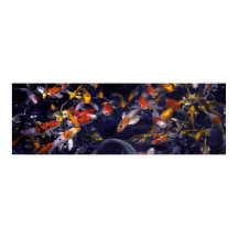 KOI FISH ÖVER FLÖDET