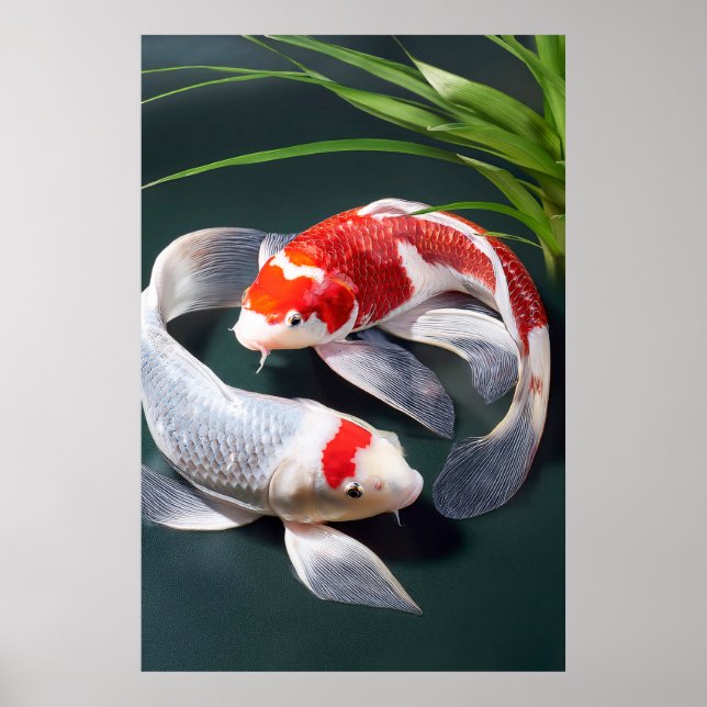 Koi Fish Poster (Framsidan)