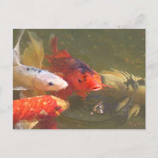 Koi fish v.1 vykort (Framsida)