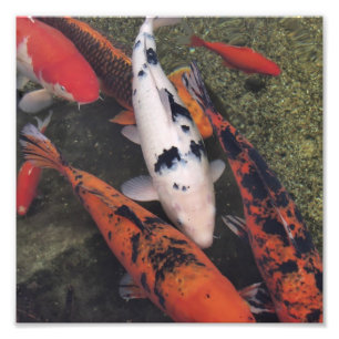 Koi fisk fototryck