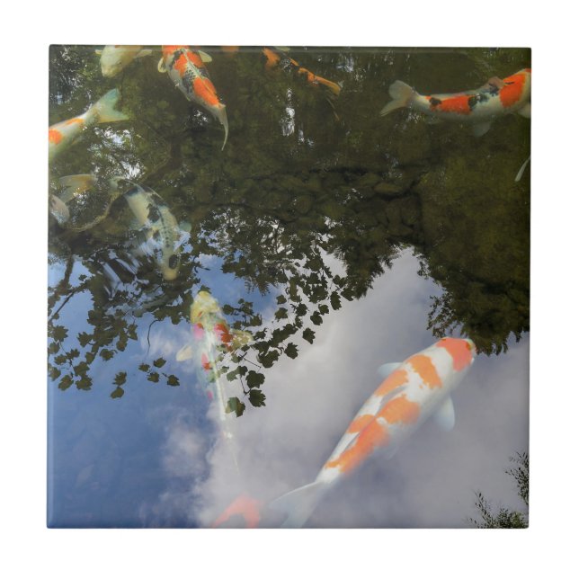 Koi fisk i det trädgårds- damm med vattenreflexion kakelplatta (Framsidan)