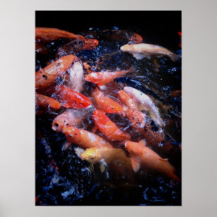 Koi fisk i en matafrenesi, Oahu Poster
