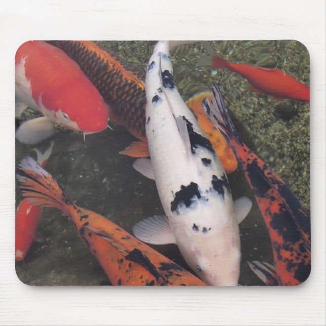 Koi fisk musmatta (Framsidan)