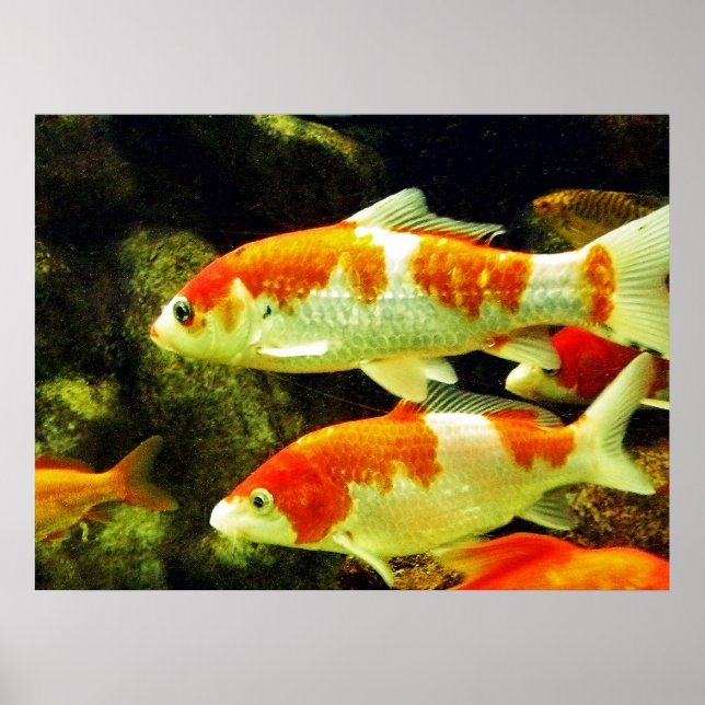 koi-fisk poster (Framsidan)