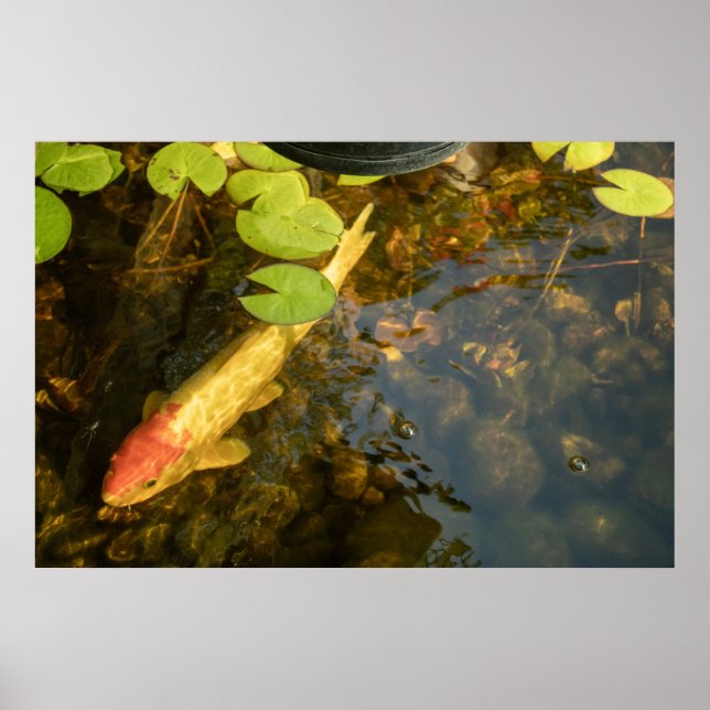 Koi-fisk Poster (Framsidan)