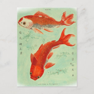 Koi Fisk Postkort Vykort