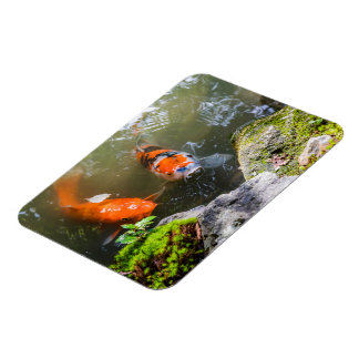 Koi fiskar i en damm magnet
