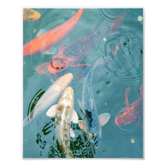 Koi-fiskar som simmar i dammen fototryck (Framsidan)