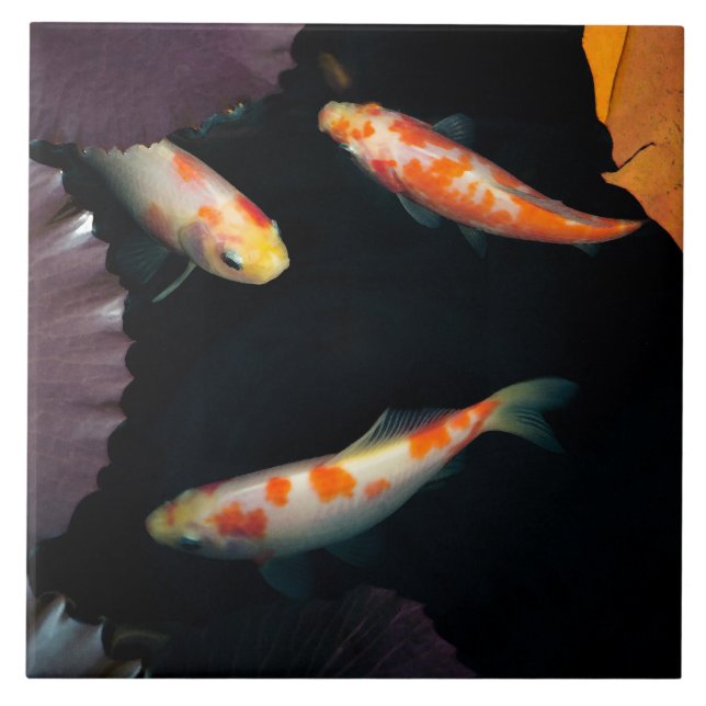 Koi för elegant tre i näckrosdamm kakelplatta (Framsidan)