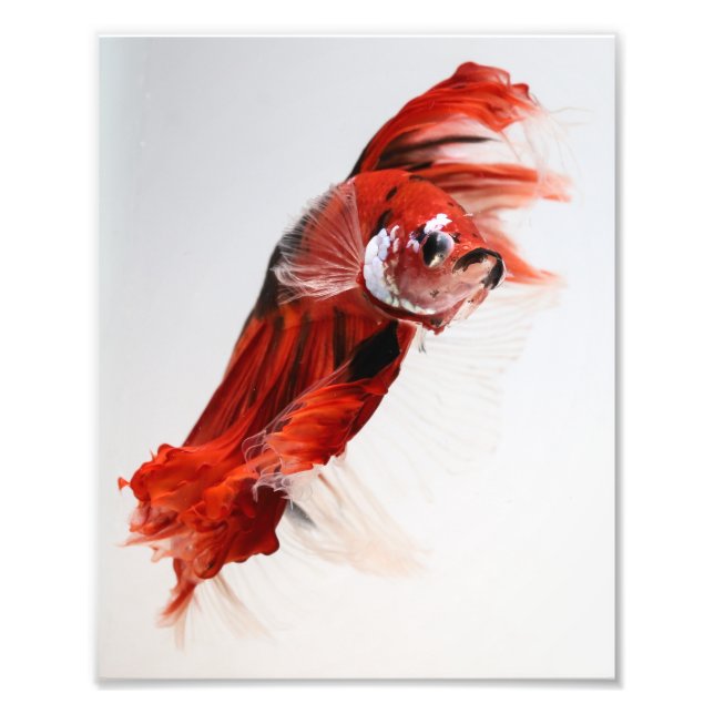 Koi Halfmoon Betta Fish 2 Fototryck (Framsidan)