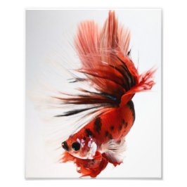 Koi Halfmoon Betta Fish Fototryck