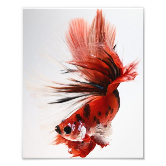 Koi Halfmoon Betta Fish Fototryck (Framsidan)