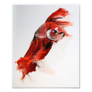 Koi HalfmoonBetta fisk 2 Fototryck
