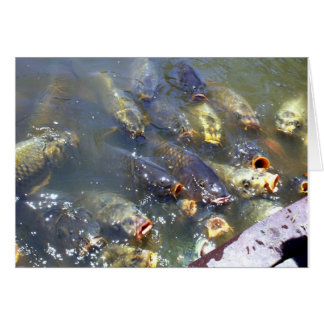 Koi Hälsningskort