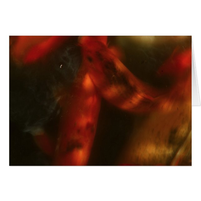 Koi Hälsningskort (Framsidan Horizontal)