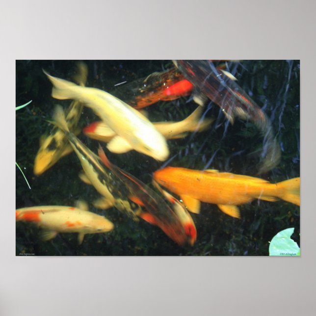 Koi Impressions Poster (Framsidan)