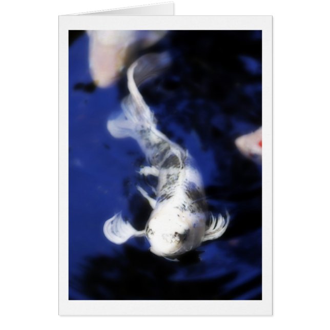 Koi in Hawaii - 7 Hälsningskort (Framsidan)