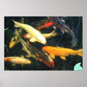 Koi intryckaffisch poster