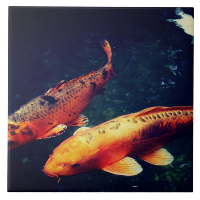 Koi Kakelplatta (Framsidan)