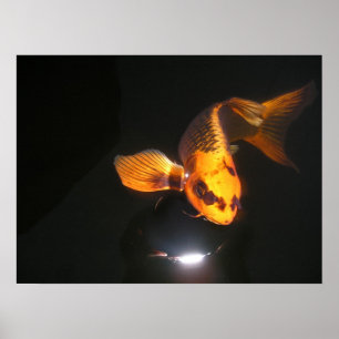 Koi kanfas poster