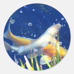 koi-karp-dekal runt klistermärke