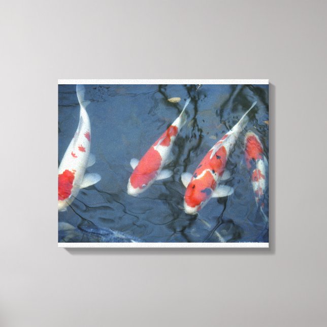 Koi-karp i dammen, vinkel sikt canvastryck (Framsida)