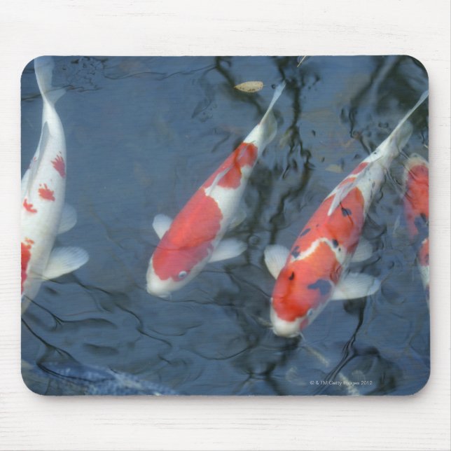 Koi-karp i dammen, vinkel sikt musmatta (Framsidan)