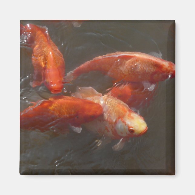 koi magnet (Framsidan)