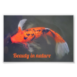 Koi, Pez Carpa Fototryck
