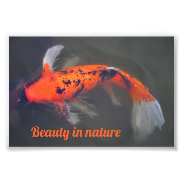 Koi, Pez Carpa Fototryck (Framsidan)