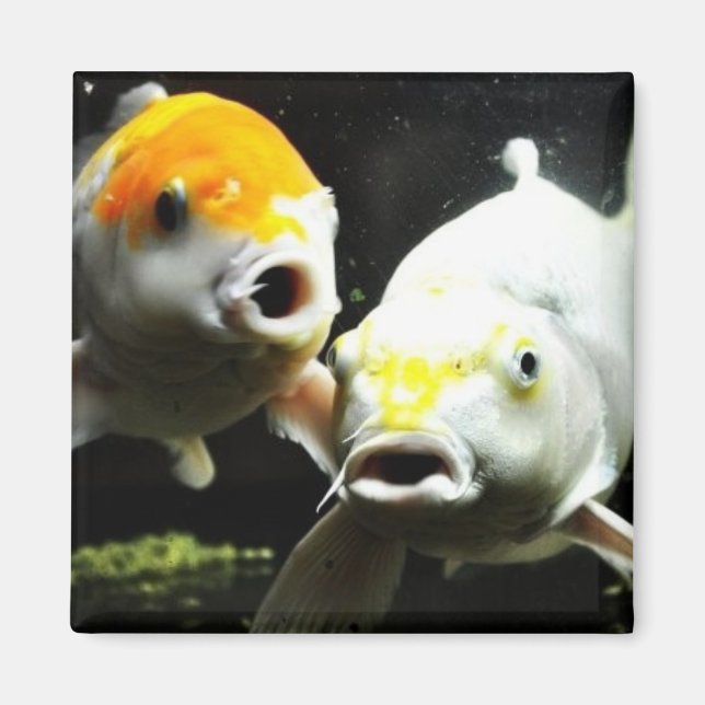 Koi Photography Magnet (Framsidan)