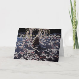 Koi Pond Condolcard Kort