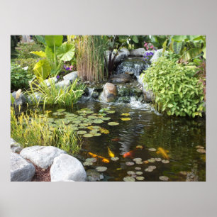 Koi Pond med Waterfall Poster