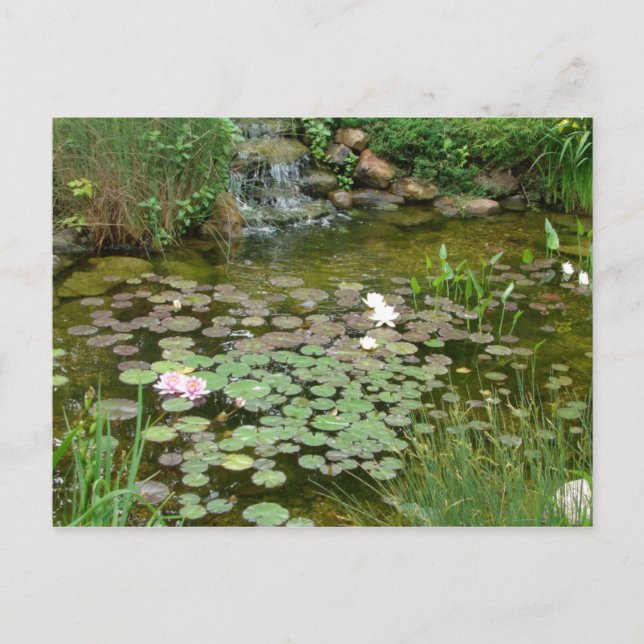 Koi Pond Postcard Vykort (Framsida)
