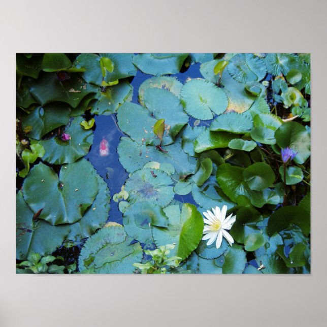 Koi Pond Poster (Framsidan)