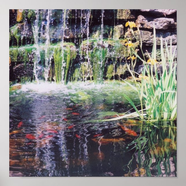 Koi Pond Poster (Framsidan)