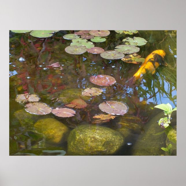 Koi Pond Poster (Framsidan)